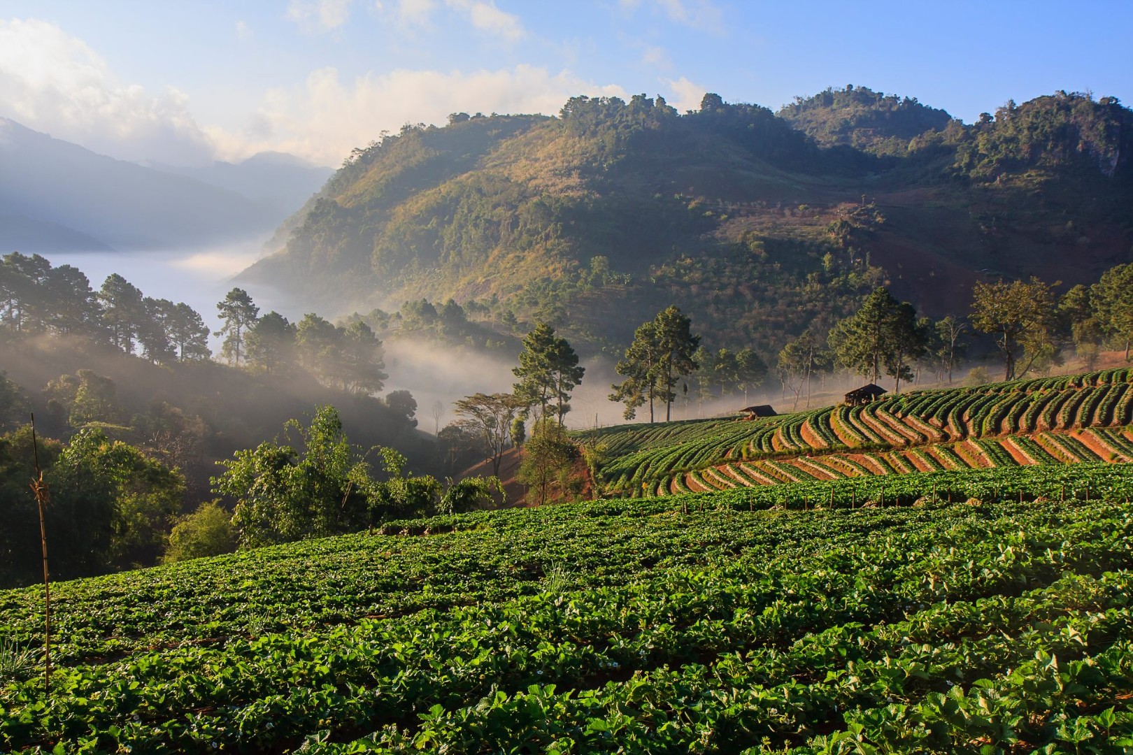 Chiang Mai 3.jpg