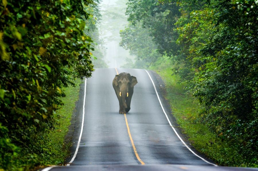 thailand-khao-yai-national-park-6.jpg